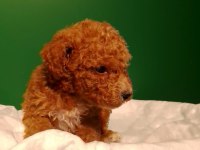 Kahve Rengi Poodle Yavrularımız