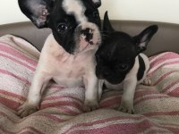 French Bulldog Yavruları