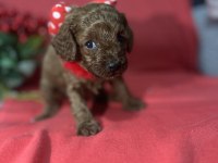 Kore Poodle Bebeklerimiz