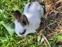 Kaliforniya damalı tavşan