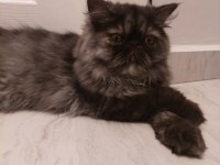 Nadir Renk İran Kedisi Dişi