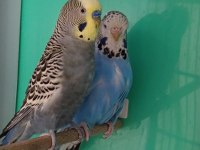 Hazır Yumurtalı Muhabbet Kuşu Jumbo Takım