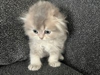 Erkek 55 günlük scottish fold yavru