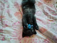 3 Aylık Yavru British Shorthair