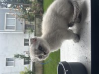 2 Aylık Scottish Blue Point Yavru