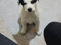 Border collie kırma safkan çoban