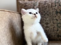 Full Şecereli Anne Babasını Özel British Bebeği