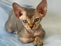 17 temmuz doğumlu sfenks yavrular