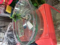 Kırmızı Yanak Singapur Kaplumbağası