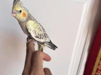 Sultan Papağanlar Sahiplendirilecekler