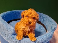 Mükemmel Maltipoo Yavrularımız