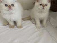 Mavi Gözlü İran Kedisi Yakışıklılar Yeni Yuvasına Hazır