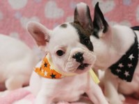 French Bulldog Yavrularımız