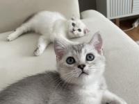 Silver erkek british shorthair bebek