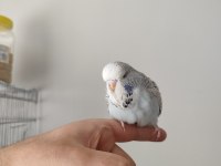 Yeni Yeme Düşen Show Jumbo Bilezikli Muhabbet Kuşları