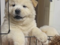 Chow Chow Cinsi Bebekler
