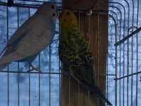 Renk Güzeli Takım Muhabbet Kuşlar