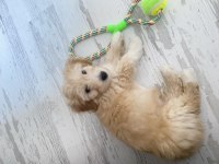 3 Aylık Maltipoo Köpeği