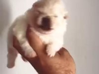 Pomeranian Bebeklerimiz Rezerveye Açıktır