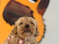 Harika maltipoo minikler