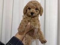 Toy poodle köpeği