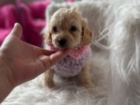 Orjinal Maltipoo Yavrular