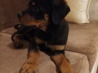 Rottweiler Safkan 75 Günlük Erkek