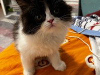 İran Kedisi Yavrularımız Yeni Yuvalarını Arıyor