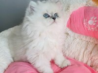Özel Sevenlere Ns1133 British Longhair