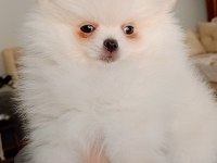 Pomeranian boo mini boy dişi