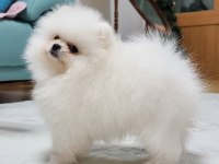 Ayı Surat Pomeranian Boo Yavru