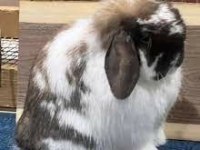 Hollanda lop tavşan yetiştiriciliği