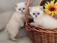 Muhteşem Silver Point British Shorthair