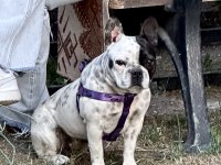 1 yaşında sakin çok uysal akıllı french bulldog