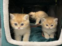 Safkan Orijinal British Shorthair Golden Yavrular