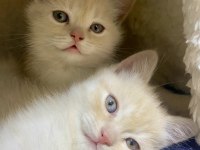 10 gün sonra sütten kesilmeye hazır rezerve kediler