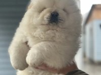 Pofuduk Chow Chow Yavru Köpeklerimiz
