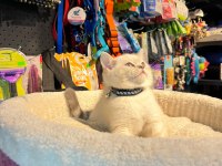 Show boy show kalite british shorthair erkek