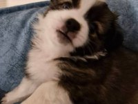 Kendi Köpeğimin Bebişleri (Sadece Niğde İçi)