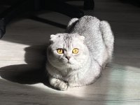 Scottish fold (erkek) yeni yuvasını arıyor