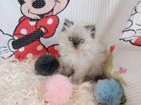 Yavru İran Kedileri