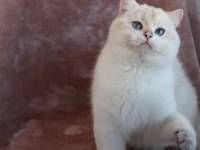 British Longhair Golden Point Safkan Yavru