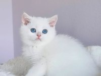 Saf güzellikte silver british shorthair ns1133