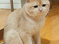 Bademim Ücretli Sahiplendirilecek Kedimiz