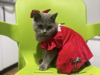 British Shorthair 1.5 Yaşında Dişi