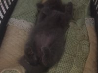 British Shorthair Kediler