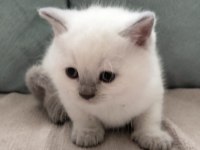 Safkan British Shorthair Yavrularım Yeni Yuvalarını Bekliyor