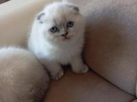 Scottish Fold Mavişlerim