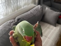 Full Evcil Alexander Papağanı 3 Yaşında