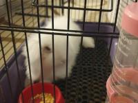 4 aylık beyaz tavşan lokum tadında